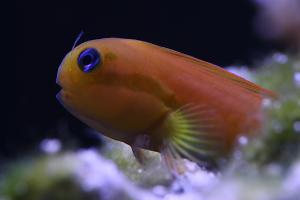 Midas Blenny