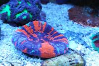 Coral donut Thumbnail