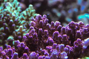 Acropora hyacinthus - bouncing back