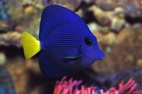 Purple Tang Thumbnail