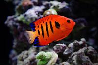 Flame Angelfish Thumbnail