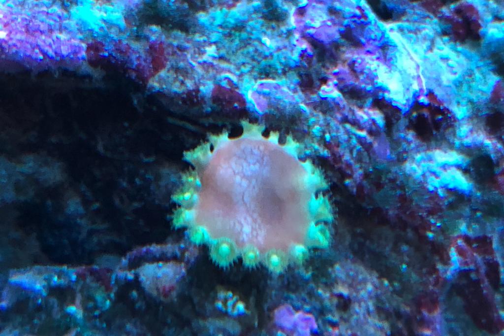 Pagoda Cup Coral / Turbinaria peltata 72