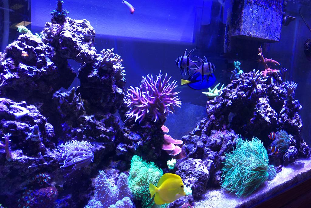 My Aquarium on Dec 3, 2017