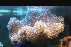 Leather Coral Thumbnail