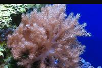 Young Blushing Finger Leather Coral Thumbnail