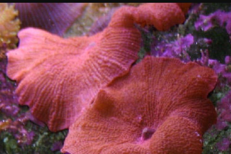 Red Mushroom / Actinodiscus cardinalis 460