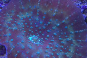 Speckled Mushroom Coral Thumbnail