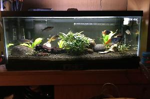 20 Gallon Long Tropical (1) Thumbnail