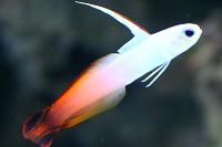 Firefish Goby Thumbnail