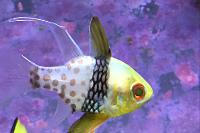 Spotted Cardinalfish Thumbnail