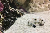 Twin Spot Goby Thumbnail