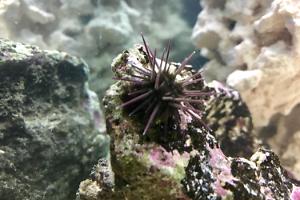 Purple Short Spine Pincushion Urchin Thumbnail