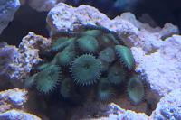 Zoanthid green button Thumbnail