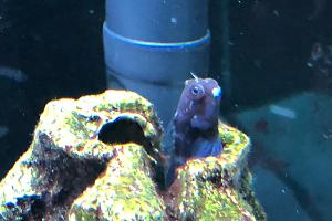 Bicolor Blenny Thumbnail