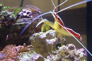 Red Line Cleaner Shrimp Thumbnail