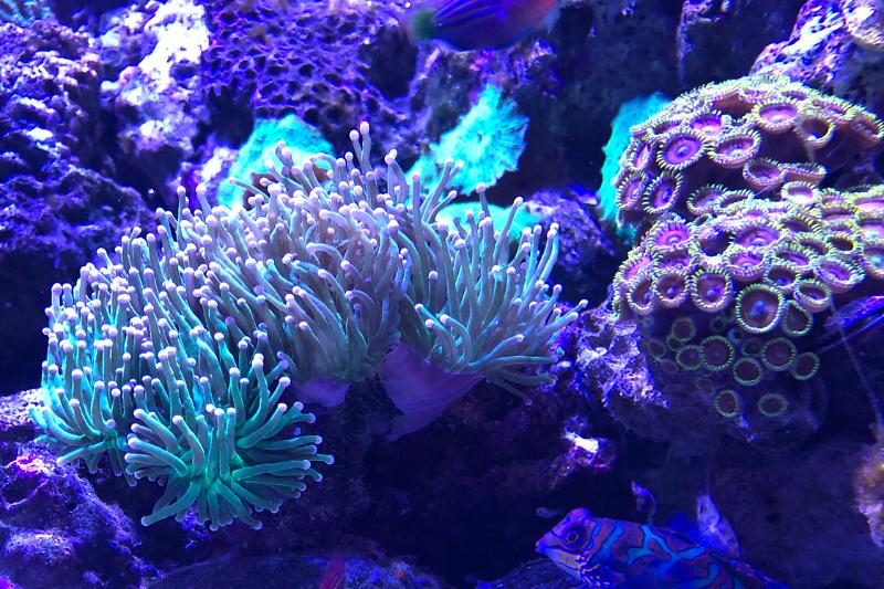 Bryce?s reef Thumbnail