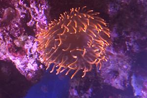 Bulb Anemone Thumbnail