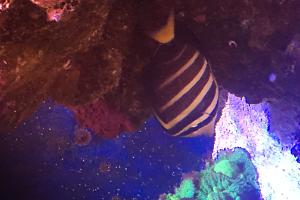 Sailfin Tang Thumbnail