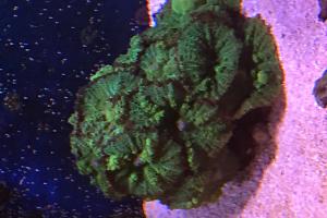 Mushroom Coral Thumbnail