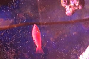 Blue Flasher Wrasse Thumbnail