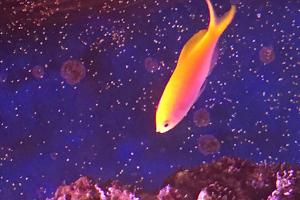 Bartlett's Anthias Thumbnail