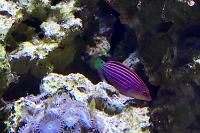 Six Line Wrasse Thumbnail