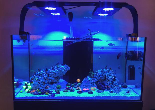 My Aquarium on December 23, 2017