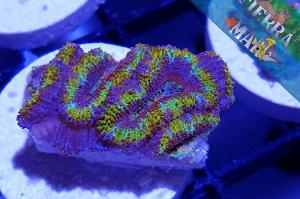 Acan