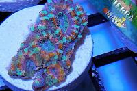 Acan Thumbnail