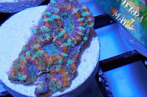 Acan