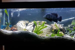 Freshwater African Cichlid Thumbnail