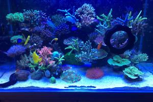 Frank's Reef Tank Thumbnail