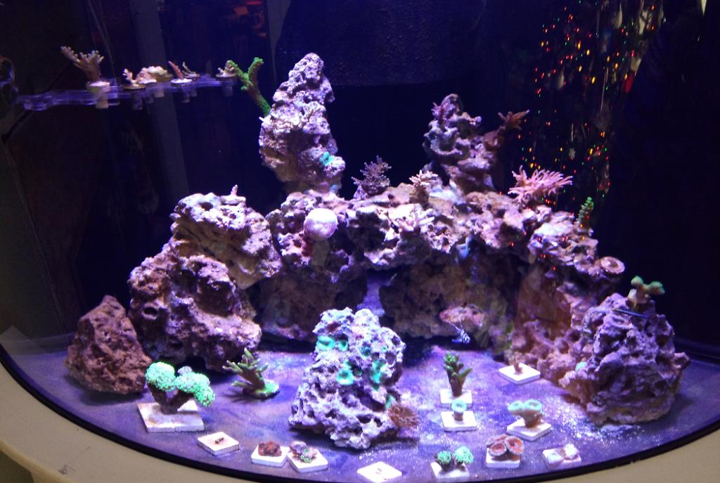 54g Corner Reef on December 28, 2017