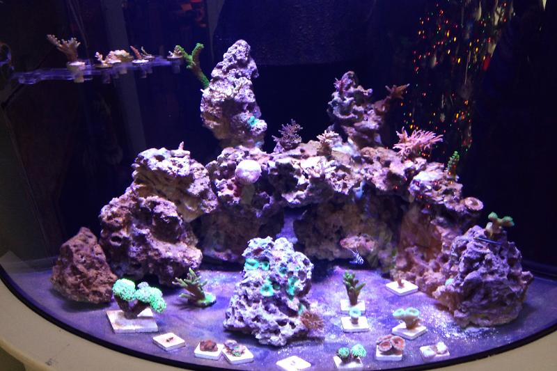 54g Corner Reef Thumbnail