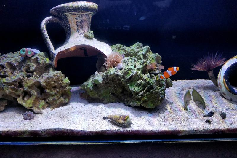 30g trojan reef Thumbnail