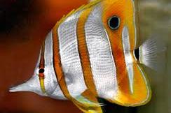 Copperband Butterflyfish Thumbnail