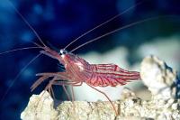 Peppermint Shrimp Thumbnail