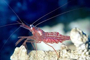 Peppermint Shrimp Thumbnail