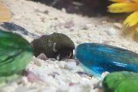 Red leg hermit crab Thumbnail