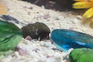 Red Legged Hermit Crab Thumbnail