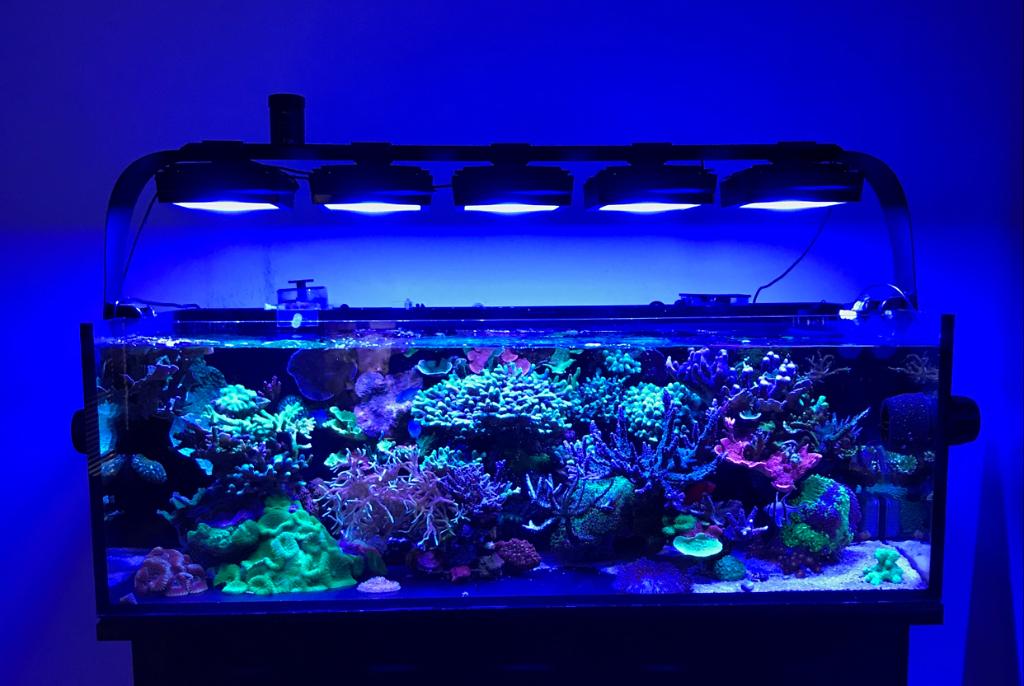 Jays Office 80Gallon on Jan 9, 2018