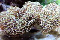 Hammer / Anchor Coral