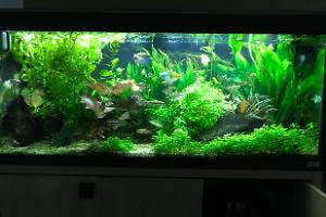 My Aquarium on Jan 9, 2018