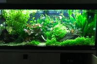 My Aquarium on Jan 9, 2018