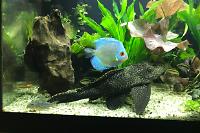 My Aquarium on Jan 9, 2018