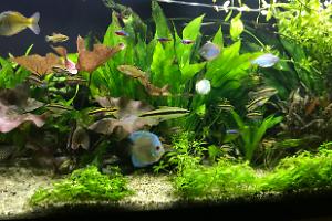 My Aquarium on Jan 9, 2018