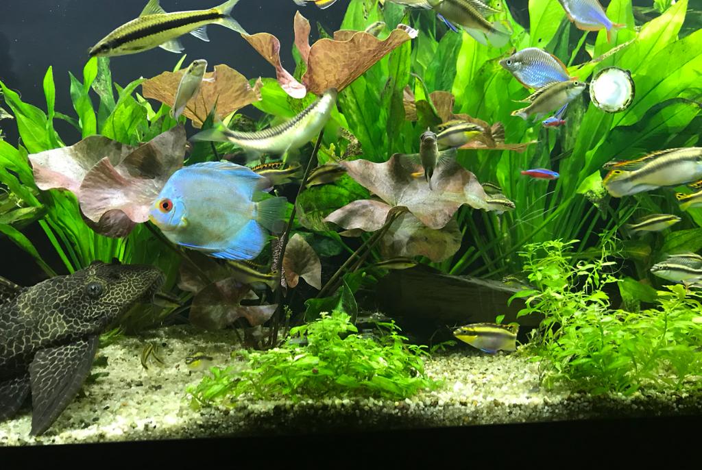 My Aquarium on Jan 9, 2018