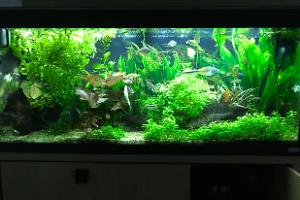 My Aquarium on Jan 9, 2018