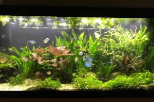 My Aquarium on Jan 9, 2018