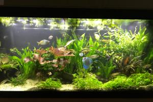 My Aquarium on Jan 9, 2018